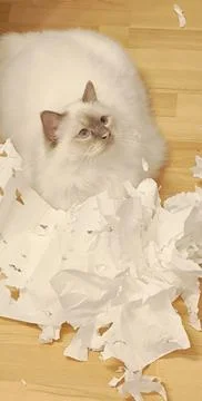 A curious white Birman cat, having torn toilet paper into small pieces, is 스톡 사진