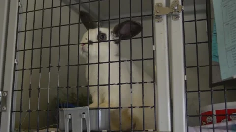 Curious White Bunny Rabbit Sniffing in its Cage Stock Footage 219963285