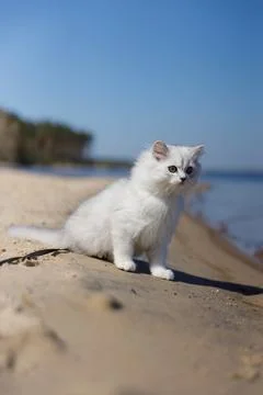 A Curious White Cat Explores the Sandy Beach Under a Clear Blue Sky Next to Calm Stock Photos