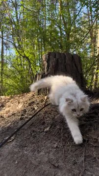 A Curious White Cat Exploring the Forest: A Furry Companions Adventure on a Stock Photos