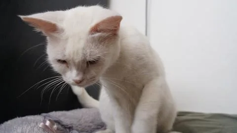 Curious white cat gazes down intently indoors Stock Photos