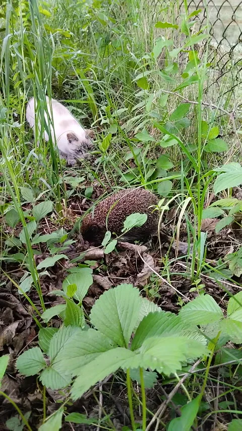 Curious white cat looking at a wild hedgehog in the green grass 库存影片 336334493