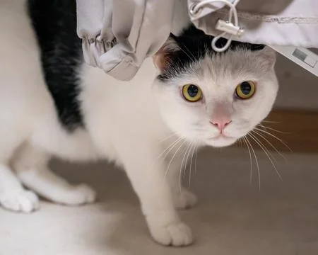 Curious White Cat Peeking from Under Hanging Fabric Fotos de archivo