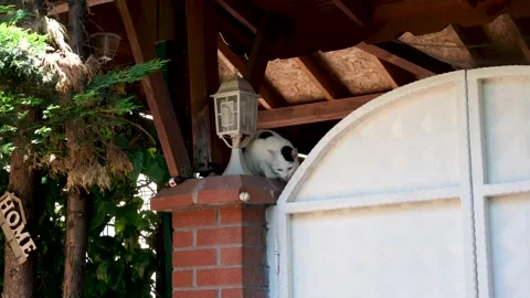Curious White Cat Sitting on Brick Pillar Next to House Gate Video stock 337721760