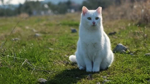 Curious white cat sitting in a garden and on grass. Stock Footage 233267766