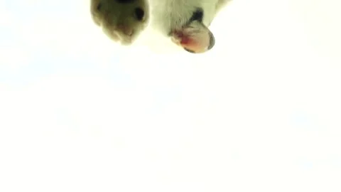 Curious White Cat walking on a glass,below view, Stock Footage 172269841