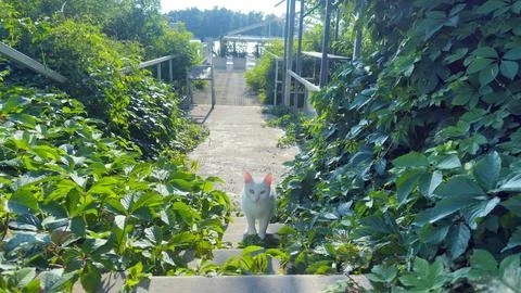 A Curious White Cat Wanders Through Lush Greenery Along a Quiet Pathway Leading Stock Photos