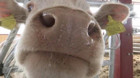 Curious White Cow Sniffing Camera Stock Footage 62226797