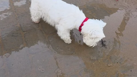 Curious white dog exploring a tiny crab on the wet sand beach. West Highland Stock Footage 337324198
