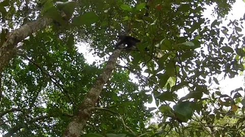 Curious white faced monkey leaping to another tree Stock Footage 27691388