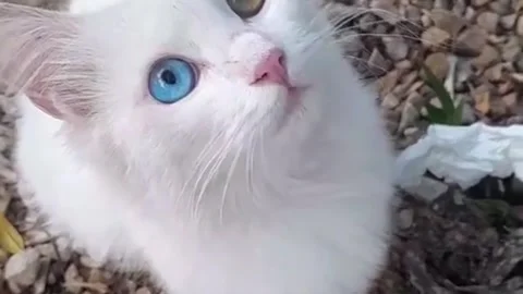 Curious White Feline with Two Different Colored Eyes Stock Footage 337969341