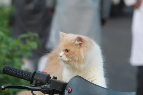 Curious White Ginger Cat Sitting on Motorcycle Outdoors 写真素材