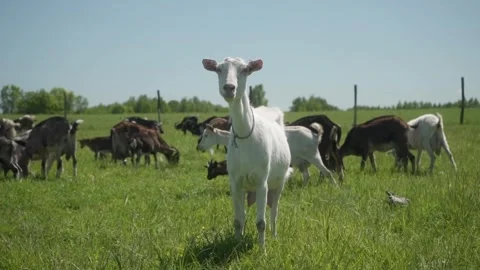 A curious white goat looks at the camera with interest and attentively. Stock Footage 281352748