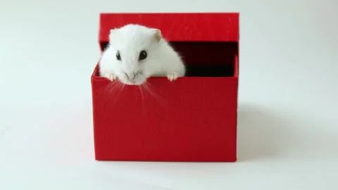 A Curious, white hamster opens the lid of a gift box Stock Footage 253605130