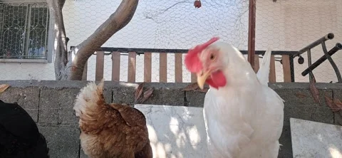 Curious white hen approaching camera with other chickens in background Stock Footage 341800622