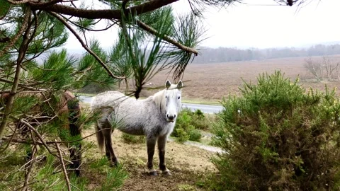 Curious white horse Stock Footage 147558807