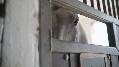 Curious white horse looking through the wooden and metal bars of its stall Stock-Footage 332116222