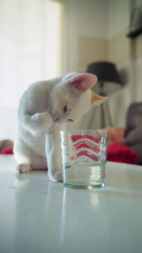 A curious white kitten sits on a table, dipping its paw into a glass of water. Vidéo 330812559