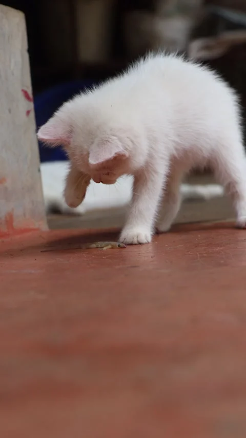 Curious White Kitten Smelling and Pawing a Lizard Stock Footage 277985376