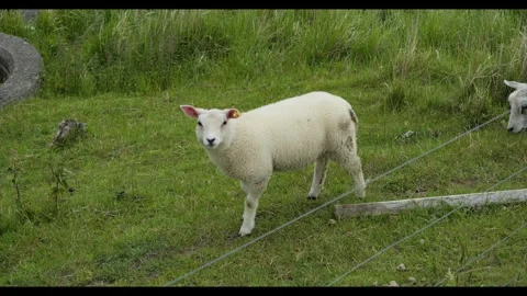 Curious white lamb looking at the camera in a pasture Stock Footage 337737224