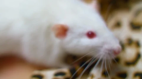 Curious white mouse creeping on body of fashion model Stock Footage 104961879
