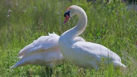 Curious White Mute Swans On Side Of Stream Canal River Stock Footage 137622537