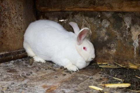 Curious white rabbit exploring a rustic setting with soft light shining on .. Stock Photos
