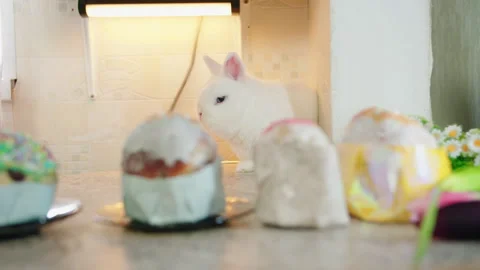 Curious white rabbit inspects decorated easter cakes on kitchen countertop Video stock 330500972