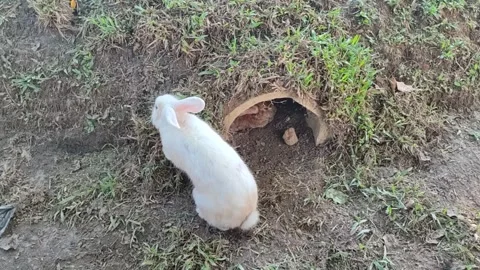 Curious White Rabbit Outside Dirt Burrow in Farm Enclosure Vídeos de archivo 336037422