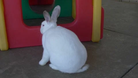 Curious White Rabbit Sniffing Around a Playhouse Stock Footage 219963270