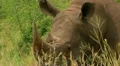 Curious White Rhino through Grass GFHD HD Footage