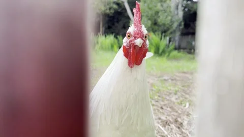 Curious White Rooster Standing in Outdoor Yard - 4K Stock Footage 343561566