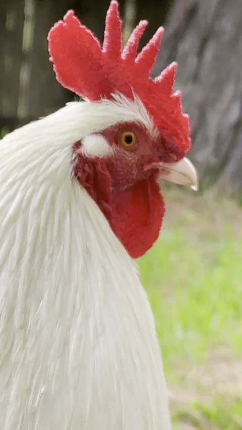 Curious White Rooster Standing in Outdoor Yard - Vertical 4K Stock Footage 343561574
