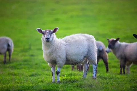Curious white sheep  Stock Photos