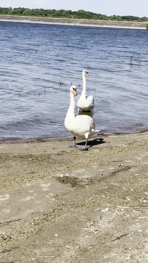 Curious white swan walking towards the camera Stock Footage 309540190