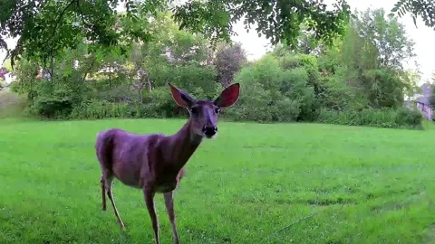 Curious White Tailed Deer Approaches Backyard Camera Stock Footage 340177299
