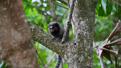 Curious White Tufted Marmoset in Tree Canopy Stock Footage 258111176