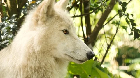 Curious white wolf. Closeup. Stock Footage 110999167