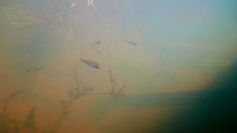 Curious Whitebait Fish in a River Video stock 103812815