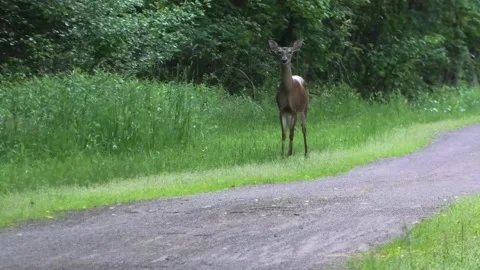 A Curious Whitetail Deer Stock-Footage 155202812