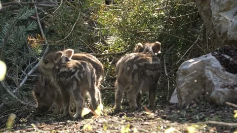 Curious Wild Boar Piglets Close-Up – 4K 스톡 동영상 321182729