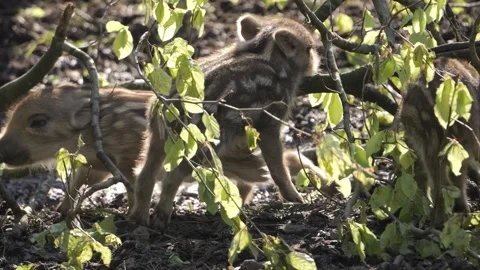Curious Wild Boar Piglets Playing with Stick – 4K 스톡 동영상 321182717