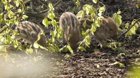 Curious Wild Boar Piglets – Soft Backlit 4K Cinematic Nature Stock-Footage 320170442