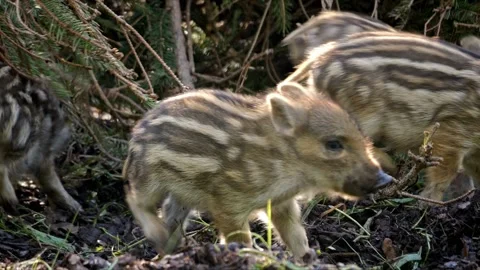 Curious Wild Boar Piglets Super Close-Up – Exploring then Running – 4K Stock-Footage 321182710