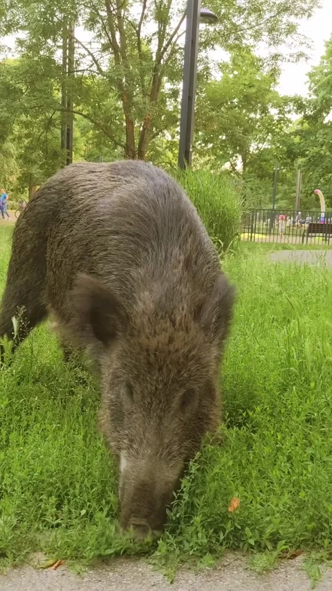 A curious wild boar sniffs the grass with its snout in a city park for food. Video stock 288369605