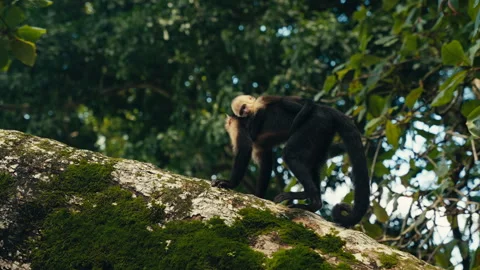 Curious wild Capuchin Monkey in a tropical jungle Stock Footage 282231527