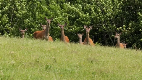 Curious wild deer herd grazing in green meadow Stock Footage 338232609