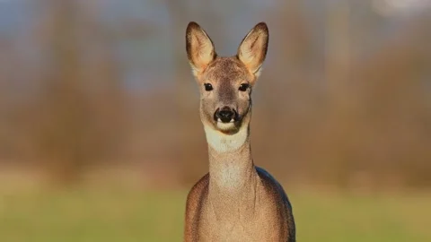 Curious wild female roe deer looking at the camera Stock Footage 149938892