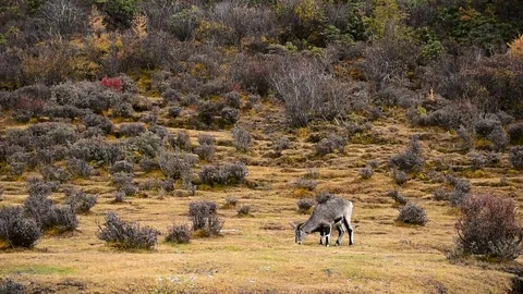Curious Wild Goat, Yading, Sichuan China Stock Footage 77719087