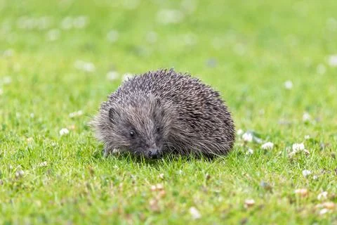 Curious Wild Hedgehog Looking Right on a Grassy Lawn Stock Photos